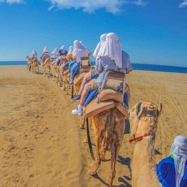 los cabos camel ride